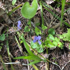 函館山の植物写真1