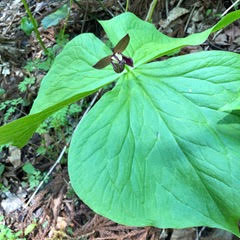 函館山の植物写真2