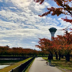 函館市五稜郭領にある五稜郭タワーと桜の木の紅葉の写真