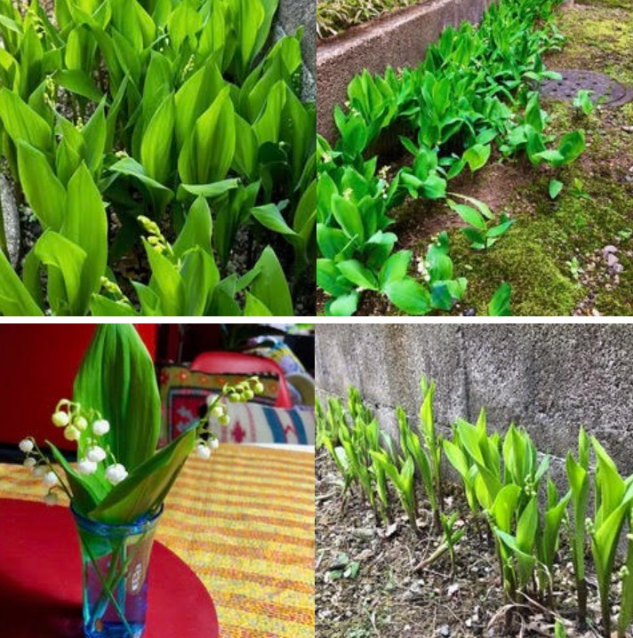 スズランの写真