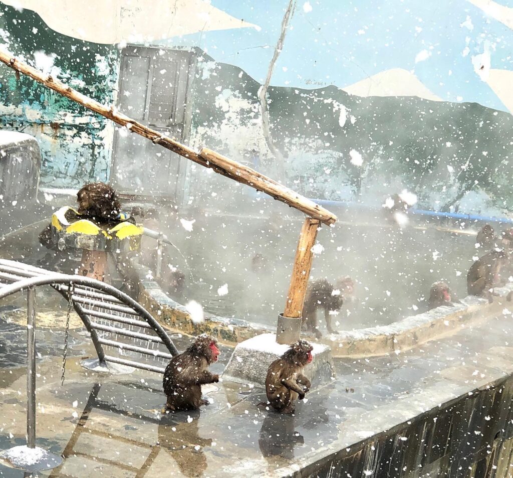 函館市湯川町にある熱帯植物園のサルと猿山の写真