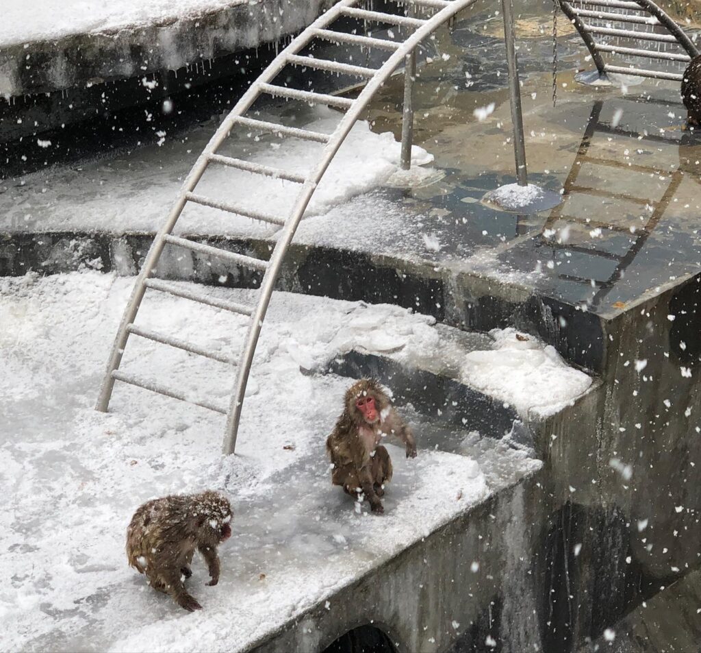 函館市湯川町にある熱帯植物園のサルと猿山の写真2