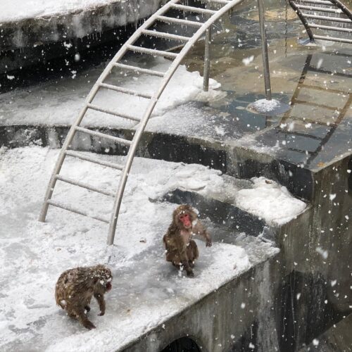 函館市湯の川・熱帯植物園の「サル山温泉」